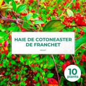 10 Cotoneaster de Franchet (Cotoneaster Franchetii)