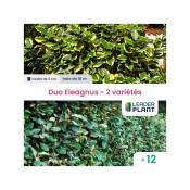 Leaderplantcom - Duo d'Eleagnus vert et panaché -