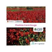 11 Photinia Carré Rouge pot de 4 Litres