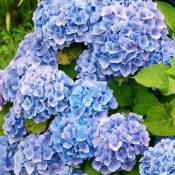 Hortensia bleu - Le pot / 1.3L / 3-5 branches / Hauteur