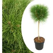 Plant In A Box - Pinus Summer Breeze - Pin nain - Pot