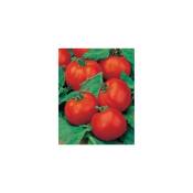 Tomate st pierre - 1 g