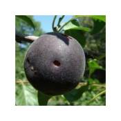Abricot noir Biricoccolo - Le pot / 3L / Hauteur livrée