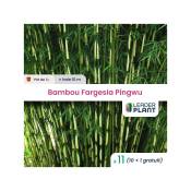 11 Bambou Fargesia pingwu en pot de 1 Litre