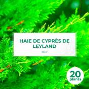 20 Cyprès De Leyland (Cupressocyparis Leylandii) -