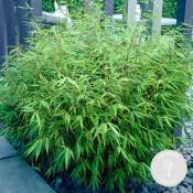 Fargesia rufa - Bambou - Plante de jardin - Rustique