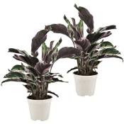 Plant In A Box - Calathea Crocata - Set de 2 - Exotique