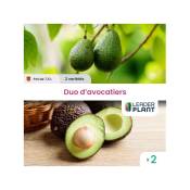 Leaderplantcom - Duo Avocatiers - 2 variétés en pot