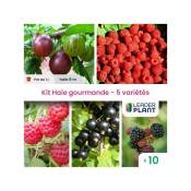Leaderplantcom - Kit haie Gourmande – 5 variétés