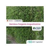 50 Bambou Fargesia Angustissima en pot de 1 Litre
