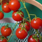 Serres Desrumaux - 3 Plant Tomate cerise super Sweet