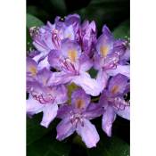 Rhododendron pontique Taille du pot - 5L