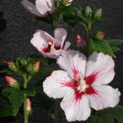 Hibiscus syriacus Hamabo/Pot de 7,5L - Rouge