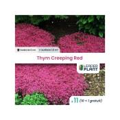 Leaderplantcom - 11 Thym rampant Creeping Red en godet