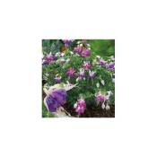 Fuchsia Blue Sarah - Plante Vivace - 3 Godets