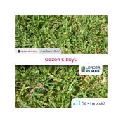 Leaderplantcom - 11 Kikuyu - Gazon Kikuyu en godet
