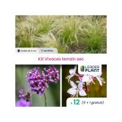 Leaderplantcom - Kit Plantes Vivace pour terrain sec