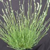 Lavande angustifolia Edelweiss/Pot de 3L - Blanche