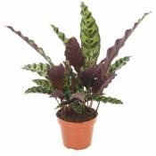 Plant In A Box - Calathea Insignis - Marantaceae -