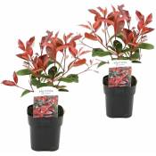 Plant In A Box - Photinia fraseri 'Red Robin' - Set