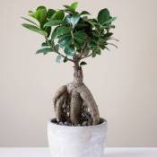 Ficus bonsaï ginseng - Le pot / Ø 12cm / Hauteur