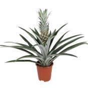 Plant In A Box - Ananas comosus - Plante anti-ronflement