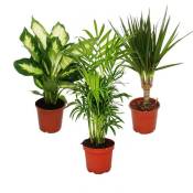 Exotenherz - Set de plantes d'intérieur - Dieffenbachia