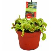 Piège à mouches Vénus - Dionaea muscipula - pot