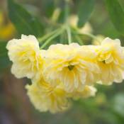 Rosier liane Banksiae Lutea/Pot de 3L - Jaune