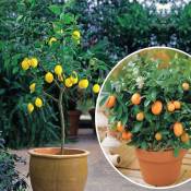 Collection de 2 Kumquat et Citronnier - Les 2 pots