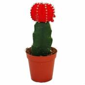 Exotenherz - Gymnocalycium mihanovichii - cactus fraise