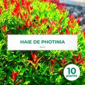 Pepinières Naudet - 10 Photinia (Photinia Fraseri
