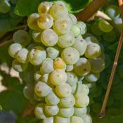 Vigne vinifera Chasselas Doré/Pot de 3L