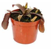 Sarracénie à feuilles rouges - Népenthes - 9cm