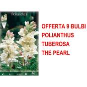 Peragashop - offre 9 bulbes polianthus tuberosa la
