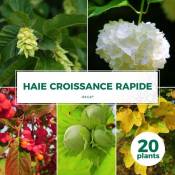 Pepinières Naudet - Kit Haie Croissance Rapide - 20