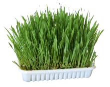 100 g Herbe pour rongeur