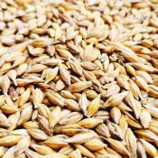 Petigi - 15 kg Grain Graines de d'orge Aliments pour