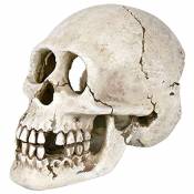 TRIXIE Crâne, pour Aquarium, 15 cm