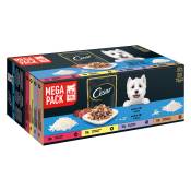 40 x 100 g sachets Cesar en gelée Senior 10+, nourriture humide pour chiens