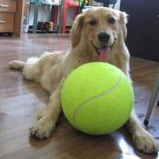 DIVISTAR Balles de tennis pour chien  24 cm Balle