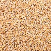 25 kg Grain Graines de Blé Aliments pour Animaux Poulet