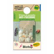 biotop - 50 larves coccinelles anti-pucerons - coccifly
