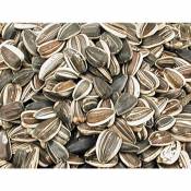 Vadigran - Grandes graines de tournesol striées 10 kg