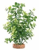 Plante Bacopa verte 20 cm Fluval