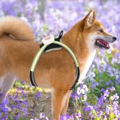 Swanew - Harnais pour chien led anti-traction Ajustable,