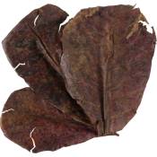 Catappa lot de 14 feuilles de badamier de plus de 20 cm Zolux Marron