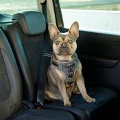 Kerbl Harnais de sécurité d’auto à animaux de compagnie 50-65 cm Noir