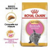 Royal Canin British Shorthair Kitten-British Shorthair