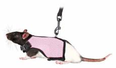 Set Rongeurs/Rats 12-18 cm Trixie